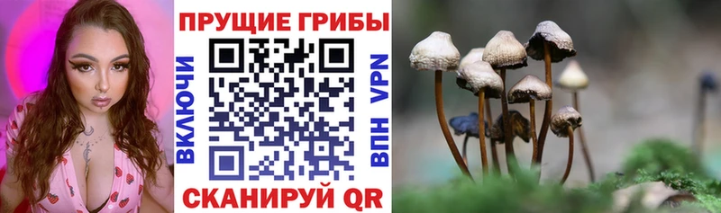 наркошоп  Орёл  Псилоцибиновые грибы Psilocybe 